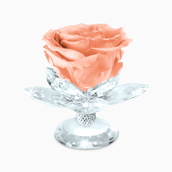 Bomboniera Rosa Stabilizzata su Alzatina Ninfea in Cristal per Comunione, Matrimonio, Anniversario Rosa Stabilizzata Albalu Bomboniere Corallo Standard 